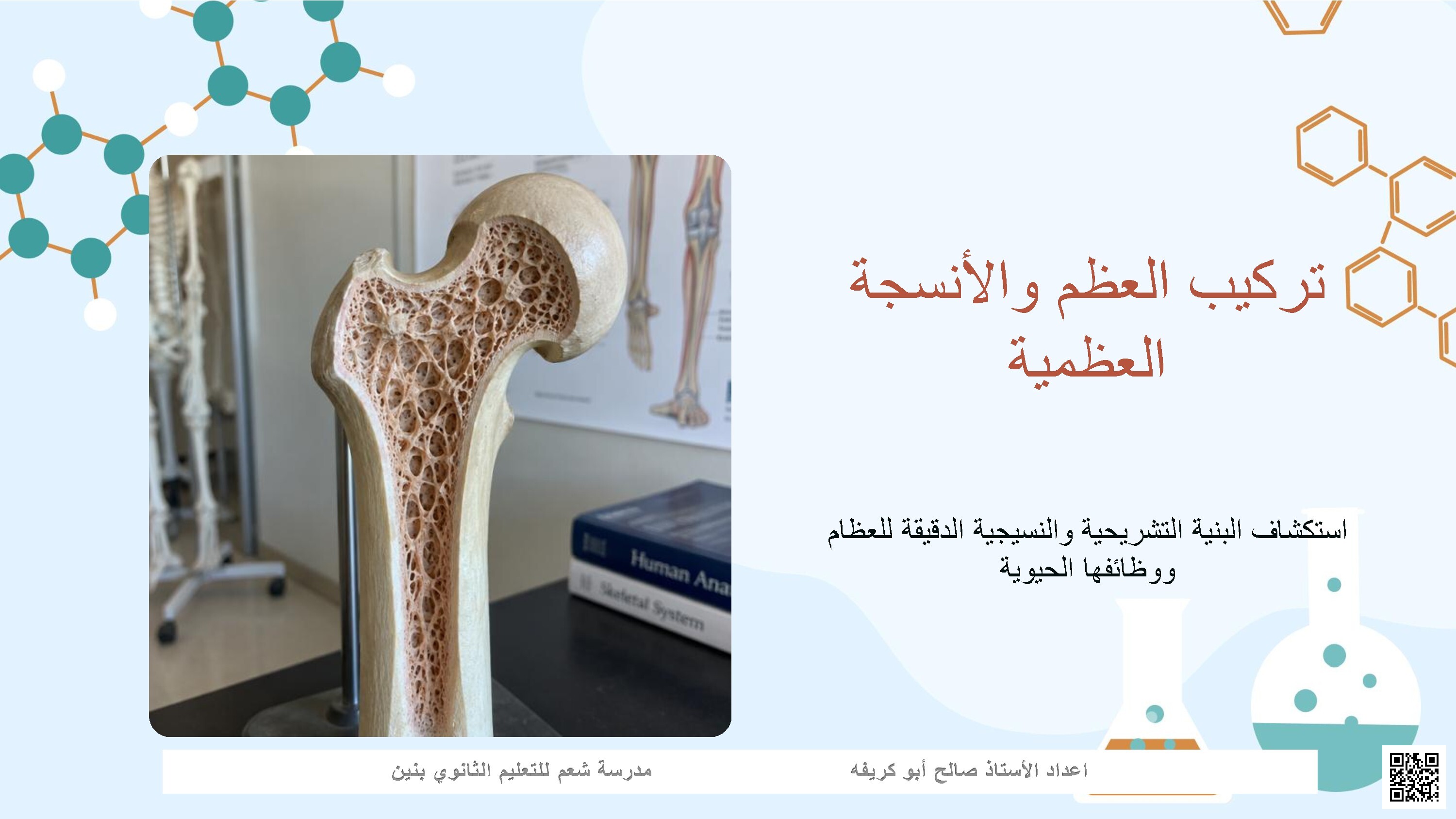 تركيب العظم والأنسجة العظمية