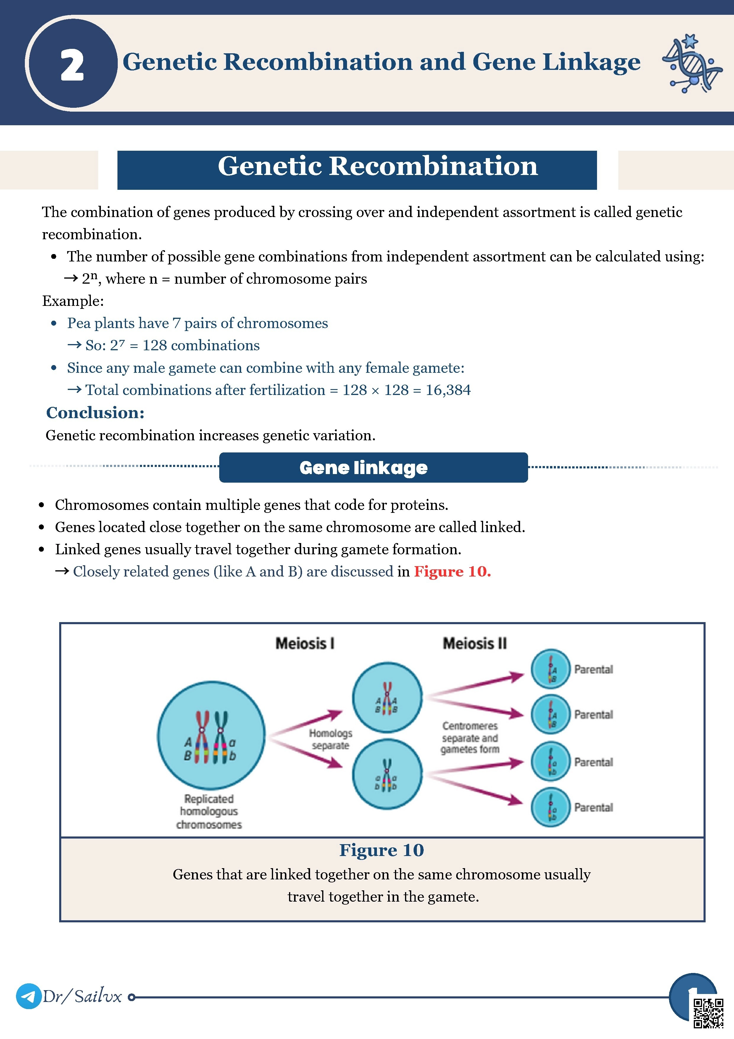 Genetic Recombination and Gene Linkage
