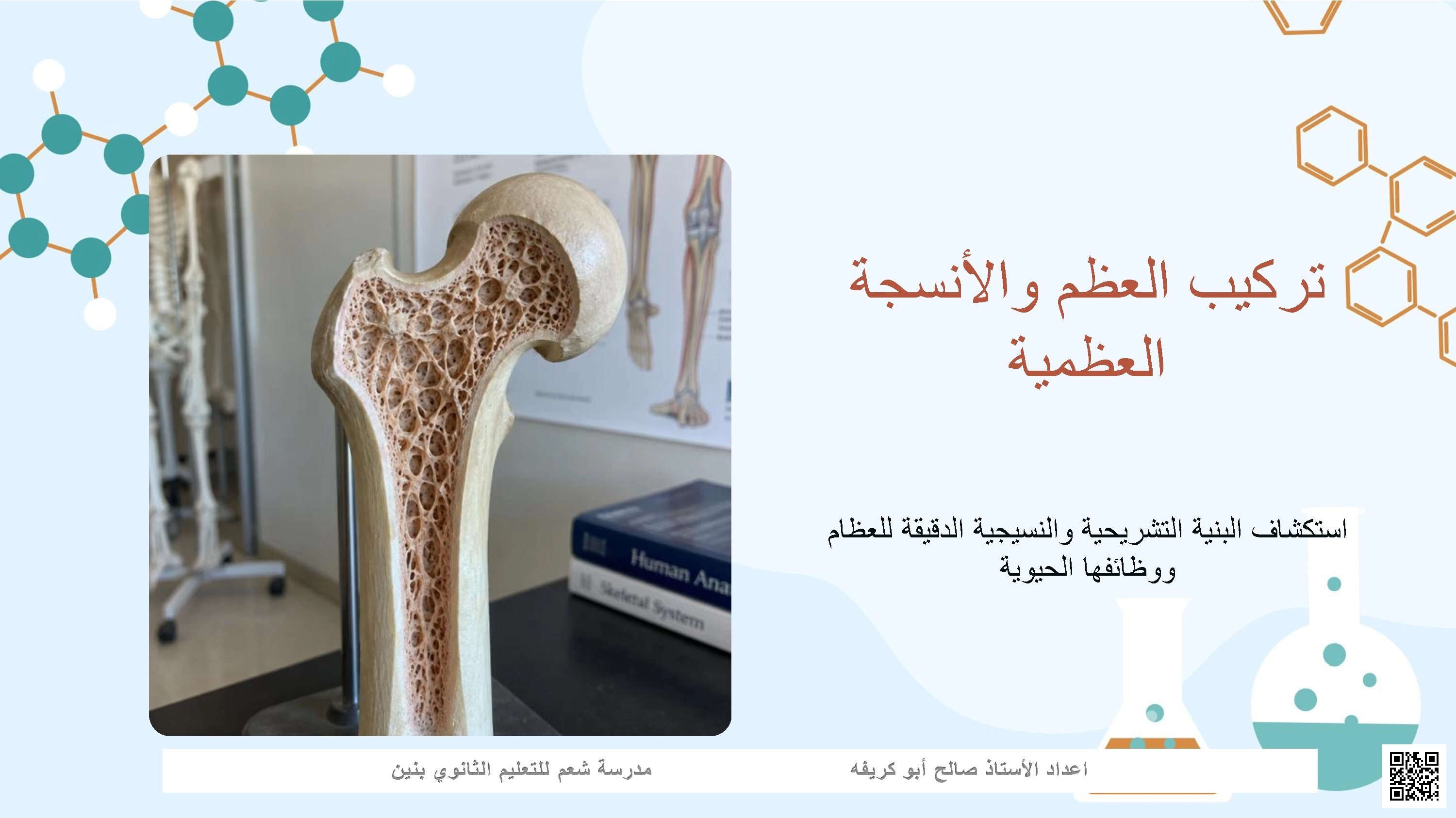 تركيب العظم والأنسجة العظمية