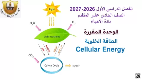 الطاقة الخلوية وكيف تحصل المخلوقات الحية على الطاقة