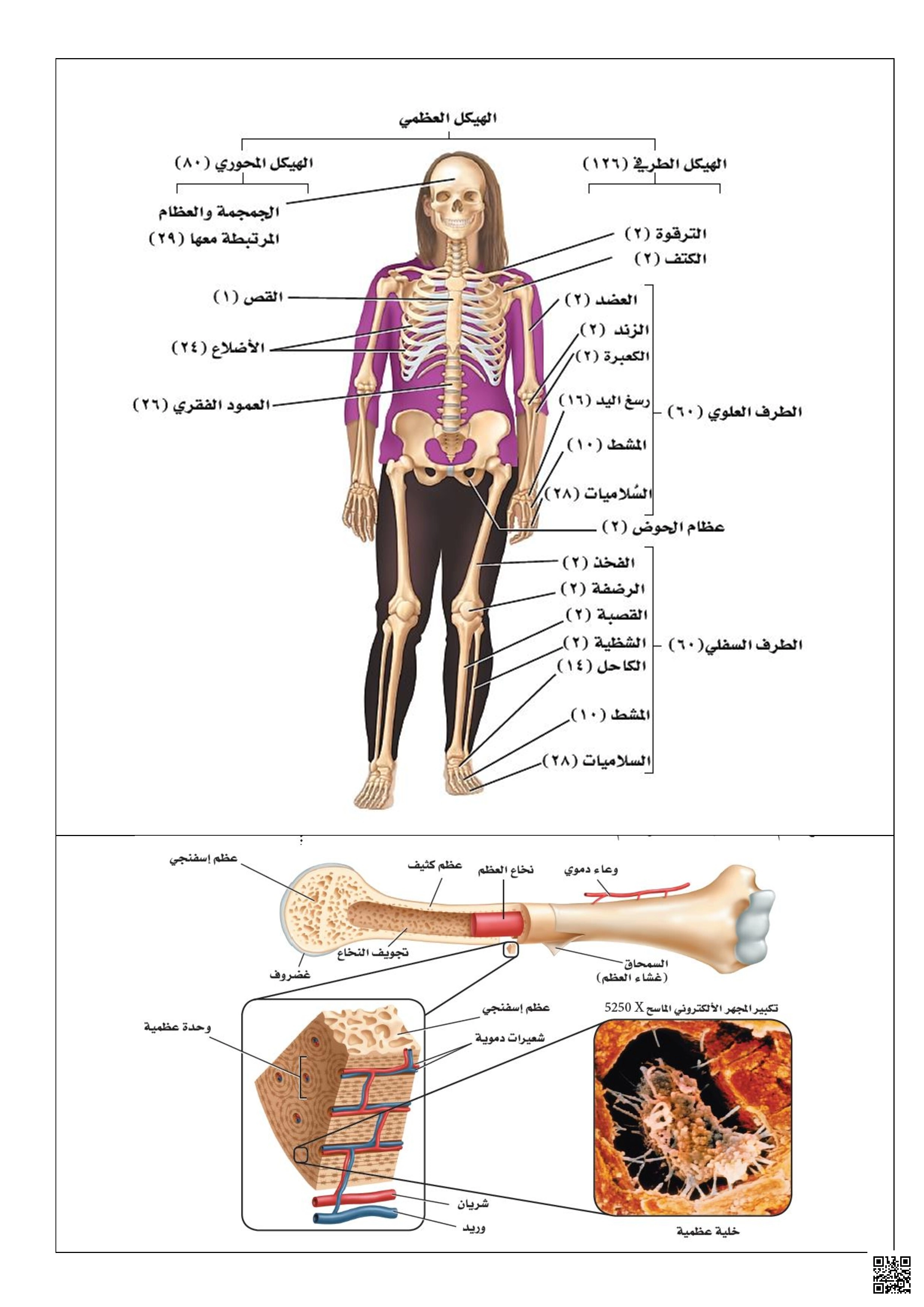 رسوم توضيحية لمقرر
