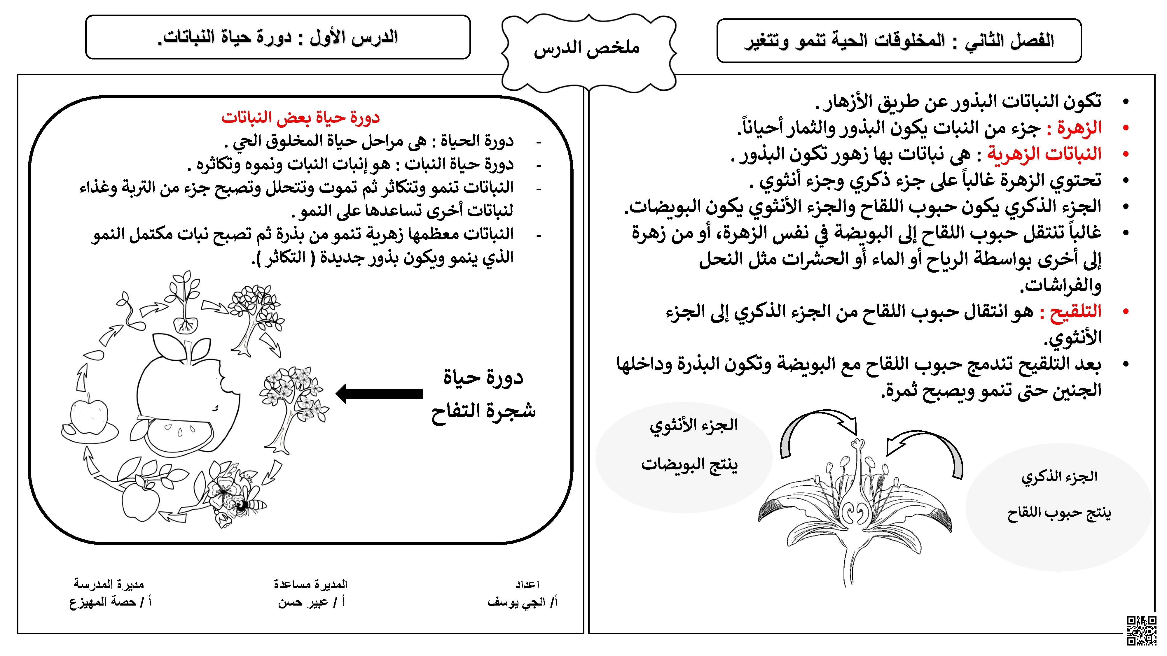 ملخص دورة حياة النبات - علوم - الصف الصف الثالث - الفصل الفصل الثاني