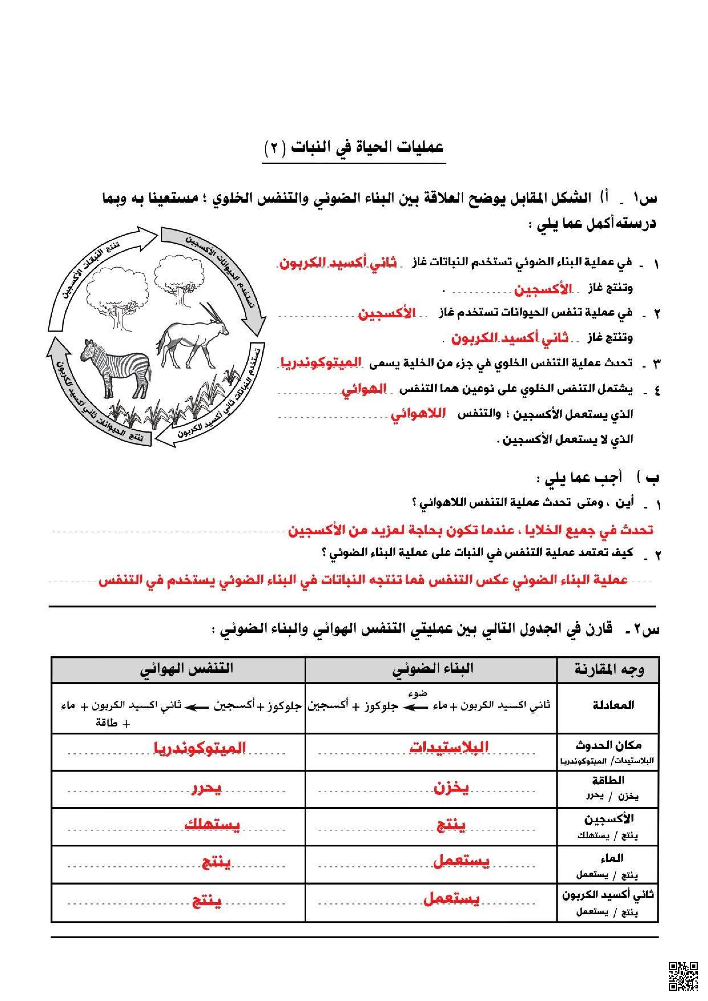 حل أنشطة الوقفة الأولى عمليات الحياة في النبات