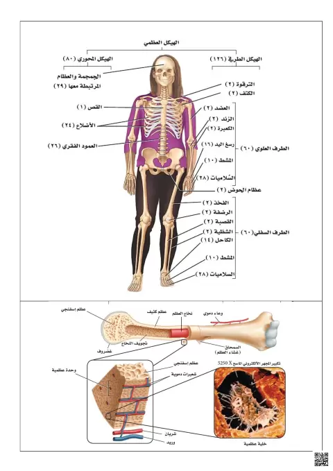 رسوم توضيحية لمقرر