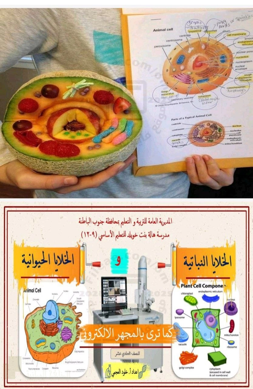 الخلايا في المجهر الالكتروني شرح وتفصيل و تقديم