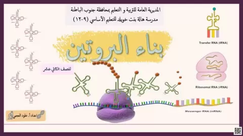 بناء البروتين