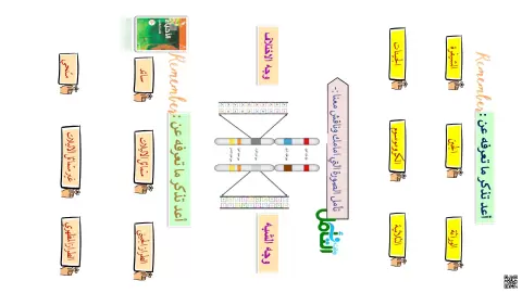 ورقة عمل الوراثة