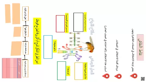 ورقة عمل كيف يحدث التباين