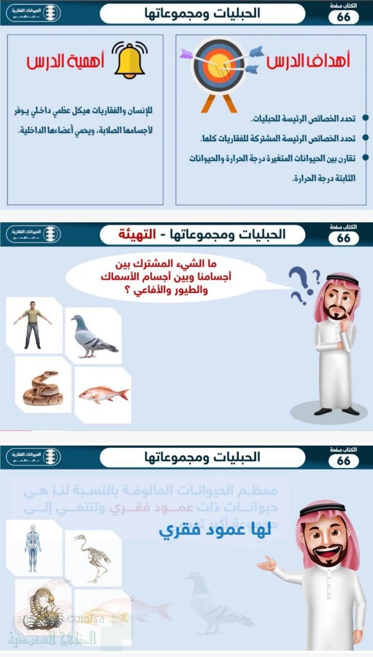 بوربوينت الحيوانات الفقرية الحبليات