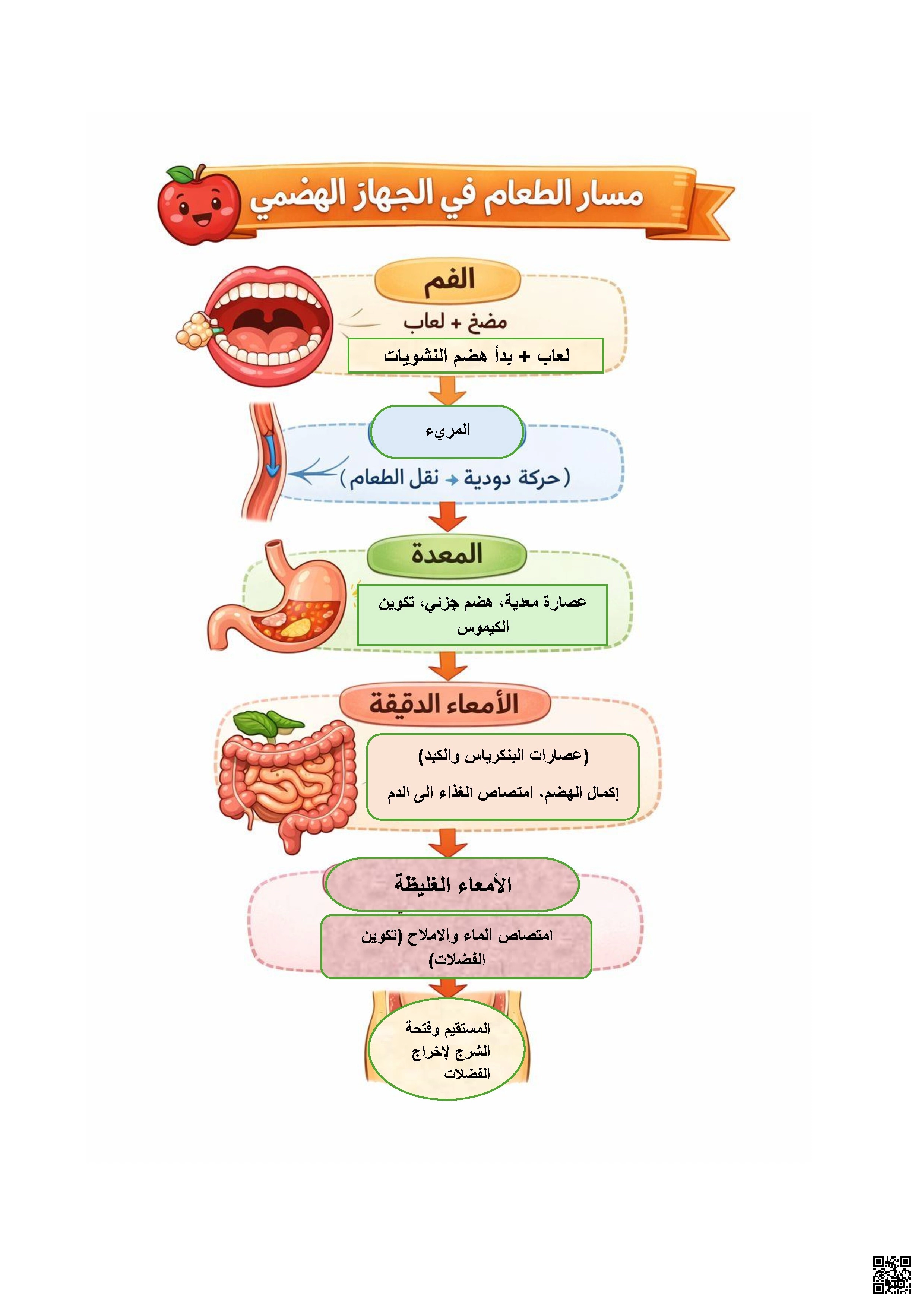 ملخص مسار الطعام في الجهاز الهضمي - علوم - الصف الصف الثالث - الفصل الفصل الثاني