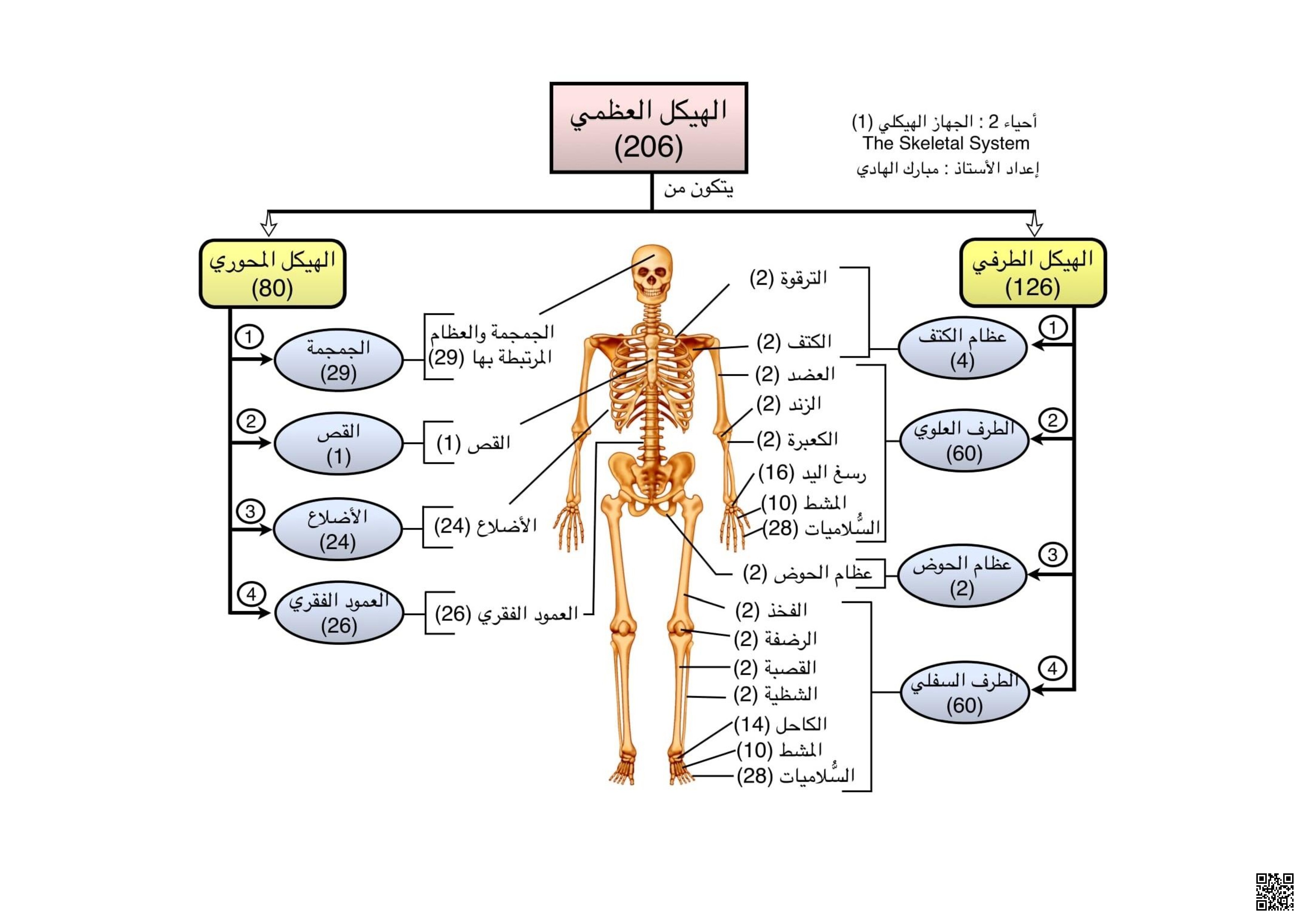 ملخص تخطيطي لتكوين الهيكل العظمي في جسم الإنسان - علوم - الصف الصف الثالث المتوسط - الفصل الفصل الثاني