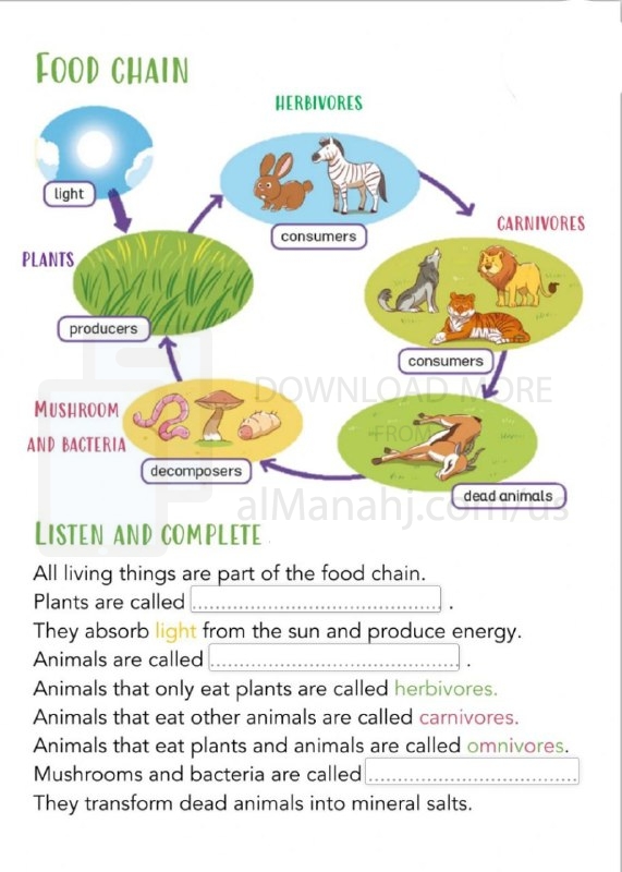 Worksheet about Food chain, 3rd Grade, Science, Term 1 - American curriculum